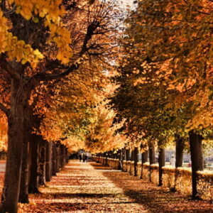 Herbstliche Baumallee mit orangefarbenem Laub und einem breiten Fußweg zwischen hohen Bäumen.